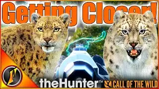 We're Getting Closer! | CLOSE RANGE Snow Leopard Shots on the Diamond Hunt!