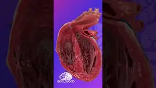 BioCloud 3D is a tool that provides interactive 3D anatomy #medicalanimation #patienteducation