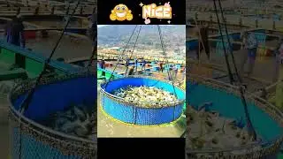 Water fish farming 