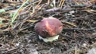 Белые, маслята, рыжики и грузди во вторник