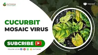 Want to know how to cure cucurbit mosaic virus?