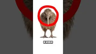 Киви и киви