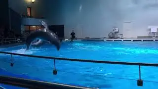JŪRŲ MUZIEJUS DELFINARIUMAS. Литовский морской музей. Дельфинарий.