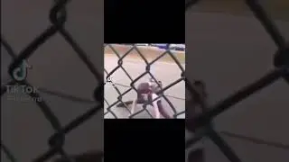 Average Canadian