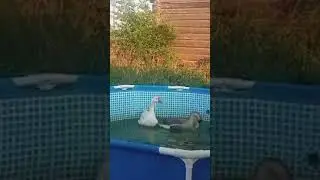 ОДИН СЕРЫЙ , ДРУГОЙ БЕЛЫЙ...😊