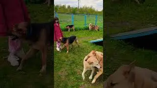 Для приютских собак выход в город - целое приключение и море новых впечатлений #приютдлясобак #добро