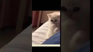 kucing lucu