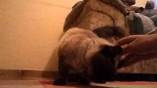 2 parte da gata seduzindo ! :p