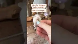 How far does my dwarf hamster travel? 😮 