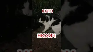 Поймал кота, жует лаванду в Ялте.
