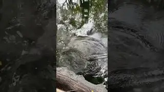 😳 Что за рыбины плавают в воде?