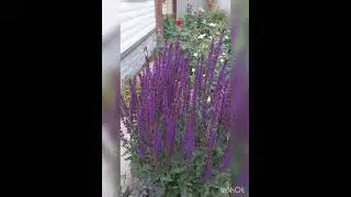 Мои розы для вас