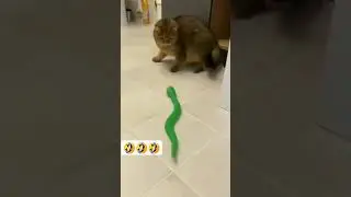 funny cat sounds aaaaaaa 😂