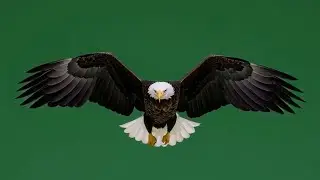 Eagle – Free Green Screen VFX Loop Animation