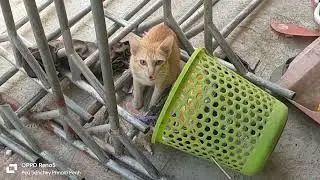 ឆ្មា សម្លឹងមើលលើក្រោម- Cat Look At Up And Down
