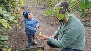 продажа поросят  и сбор огурцов и груш)