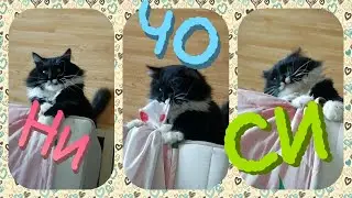 Сошедший с ума кот ест тряпочку...🙈 / Don't make me angry!!! 😈