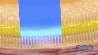 The Role of the Retina and Macula  -  3D Medical Animation || ABP ©