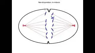 Numerical chromosomal disorder Non - disjunction in mitosis