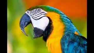 Пьяный дуэт попугаев.  Cмотреть можно бесконечно!!! РЖАЧЬ