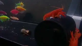 Pertemanan Ikan Glow fish dengan Lobster dan Berbagai jenis keong hias