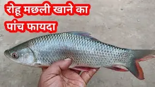 देखिए रोहू मछली खाने का कितना फायदा || रोहू मछली खाने का पांच फायदा || sundar bihar