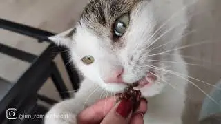 When cat whants to snacks #hungrycat #cutecats #catandsnack