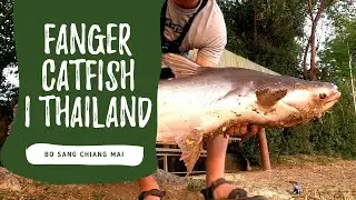 Fanger catfish i Thailand