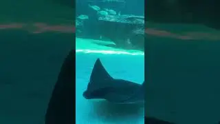 What a beautiful day out to aquarium🐋🐅🐬🐟🐠