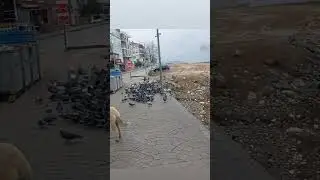 #Cinarcik