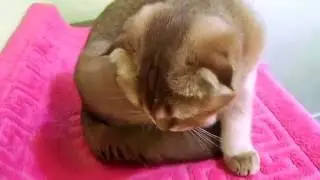 Олимпия