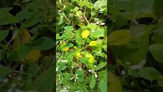 Have you seen this plant? #youtubeshorts #nature #naturelovers #beautiful #flowers #unique #shorts