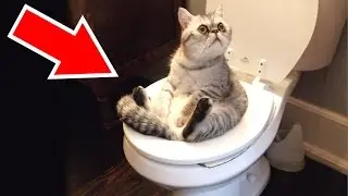 РАЗОБЛАЧАЮЩИЕ ФАКТЫ О КОТАХ