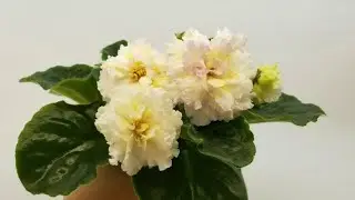 Новые сорта фиалки в моей коллекции.