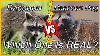 Raccoon vs Raccoon Dog: Which One is REAL? | Exploring Similarities and Differences #raccoon