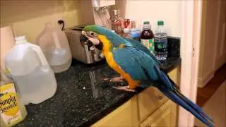 Macaw dancing (cине-Жёлтая ара танцует)