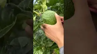You Know Those Two Fruits ? 