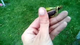 Лечение курчавости персика результат