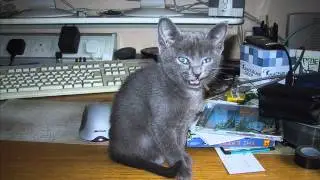 Floyd (Really Pissed off cat)