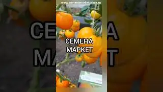 Каждый четверг скидка на семена томатов по промокоду.#семенамаркет #семена  #заказатьсемена