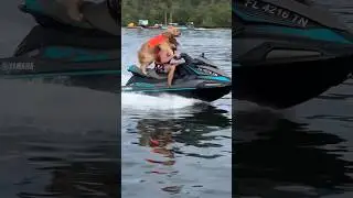 I taught my dog how to jetski! #goldendoodle #dogdad #jetski