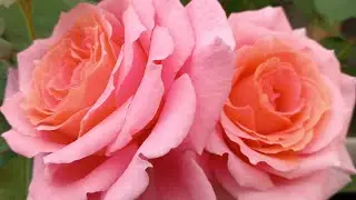Институт Люмьер и пышное цветение розария!