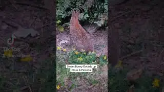 Wild Bunny Up Close Calming Energy