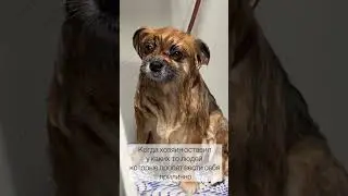 Я буду делать то что я захочу! #груминг #омск #собаки #животные #прикол #юмор