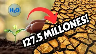 ¿QUÉ PASARÍA SI PLANTAMOS ÁRBOLES A LA MISMA VEZ EN TODO EL MUNDO? | TE SORPRENDERÁ  LA RESPUESTA
