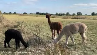 Three wise Alpacas 🐃🦙🐂