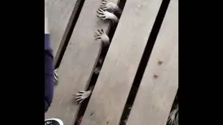 Walking raccoon
