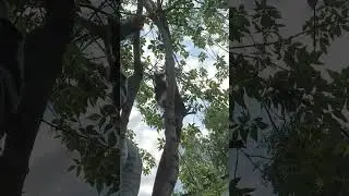 КОТЁНОК 🐱🐱 МАШМАШ 👍👍👍(2)