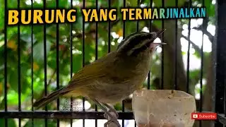 SUARA BURUNG INI BIKIN CANDU !!