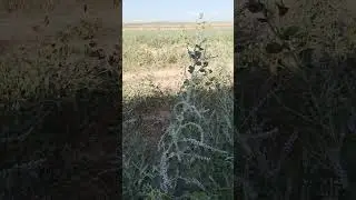 самый опасный медонос в Казахстане